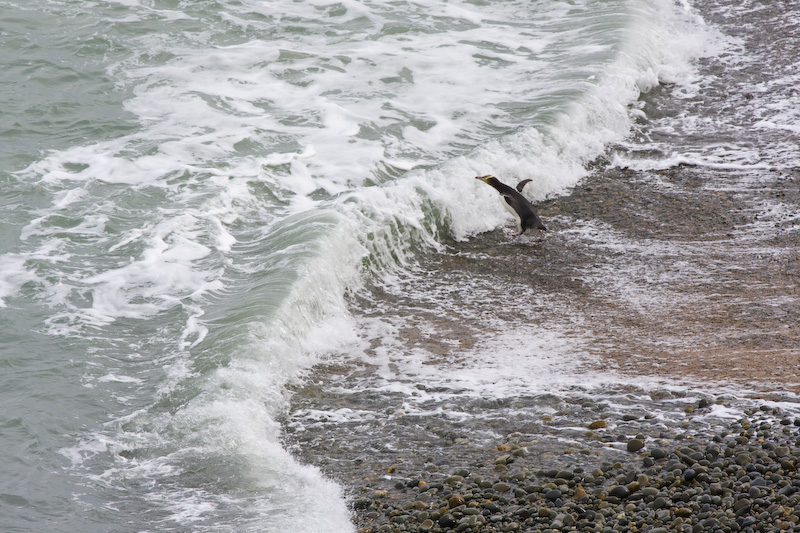 Yellow-Eyed Penguin Diving Into Surf